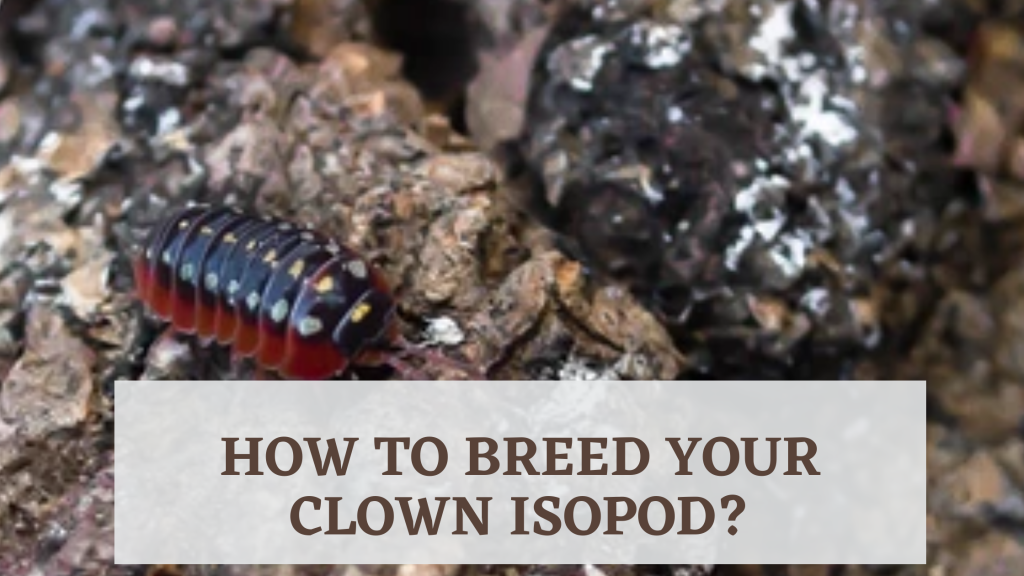 How to Breed Your Clown Isopod? 